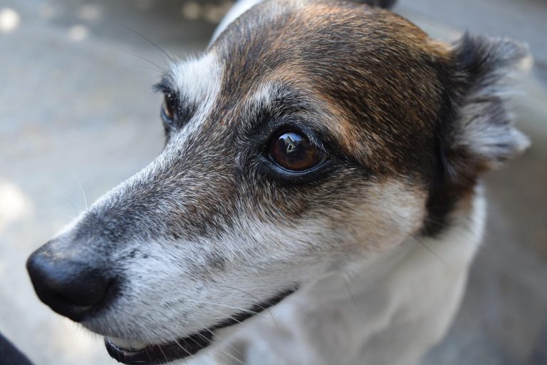 Kia K9 구매 전 필독 가이드