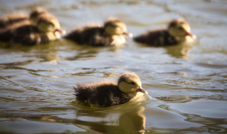 Dodge Journey 상세 분석